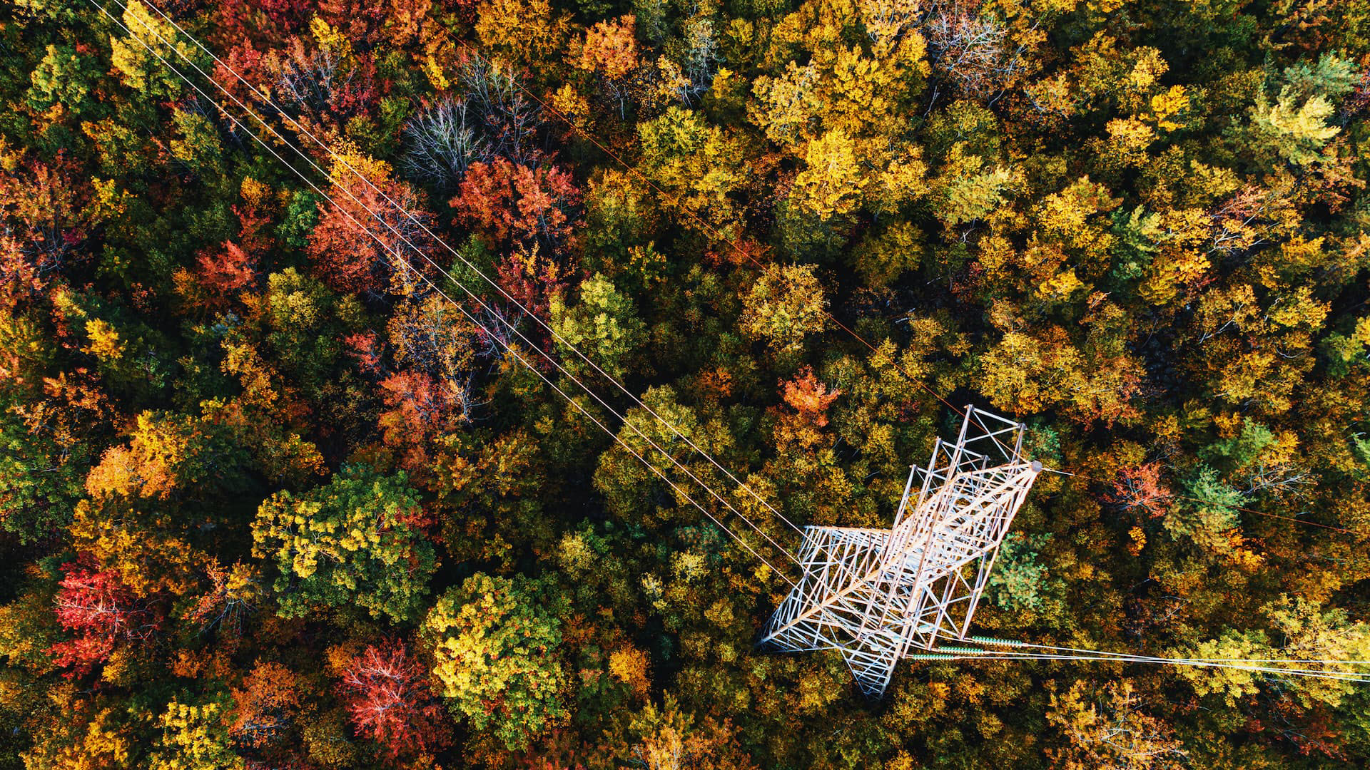 A photo of powerlines in a forest.