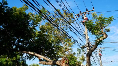 tree-powerline-vegetation-management-lead.jpg